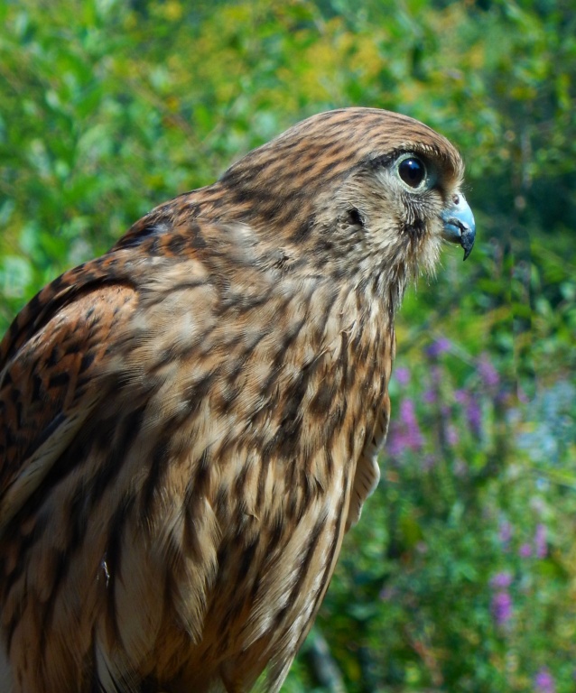 Euopean Kestral